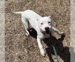 Small #1 Mutt