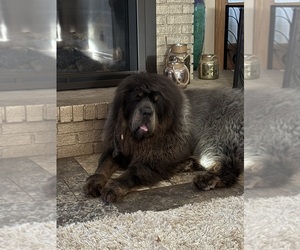 Father of the Tibetan Mastiff puppies born on 01/17/2025