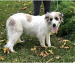 Small #13 Great Pyrenees