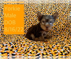 Yorkshire Terrier Puppy for sale in AMSTERDAM, MO, USA