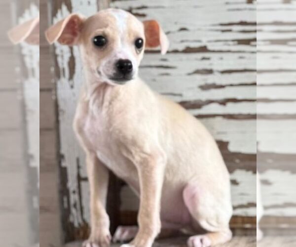 Medium Photo #1 Chihuahua-Unknown Mix Puppy For Sale in Carrollton, TX, USA