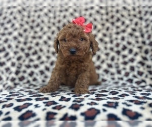 Goldendoodle (Miniature) Puppy for sale in LAKELAND, FL, USA