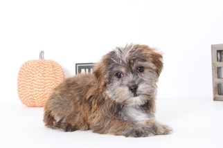 Shorkie Tzu Puppy for sale in NAPLES, FL, USA