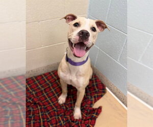 Mutt Dogs for adoption in Brighton, CO, USA