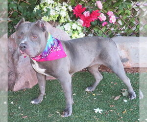 American Staffordshire Terrier-Unknown Mix Dogs for adoption in Oklahoma City, OK, USA