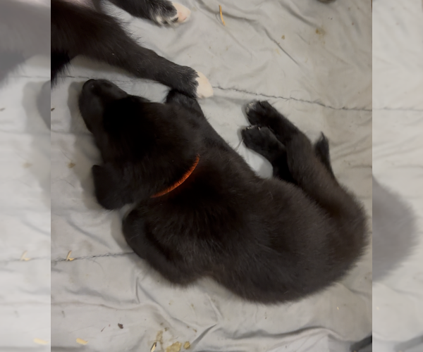 Medium Photo #1 American Staffordshire Terrier-Siberian Husky Mix Puppy For Sale in SNEADS FERRY, NC, USA