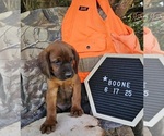 Small #3 Redbone Coonhound