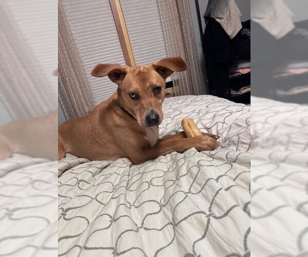 Medium Photo #3 Labrador Retriever-Unknown Mix Puppy For Sale in Brooklyn Center, MN, USA