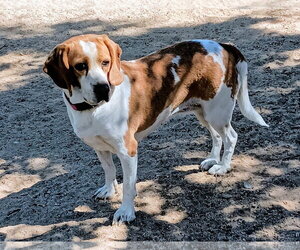 Gracie - Female Beagle Dog for Adoption - Photo #3