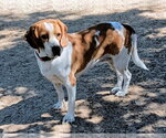 Small Photo #3 Beagle Puppy For Sale in Apple Valley, CA, USA