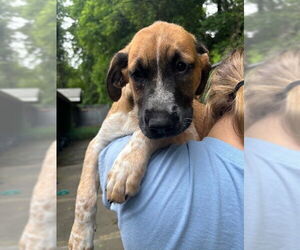 Mutt Dogs for adoption in Elmsford, NY, USA