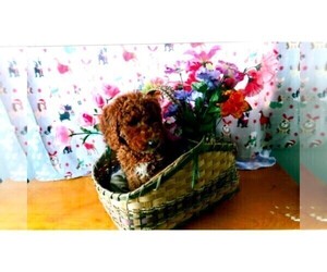 Medium Goldendoodle (Miniature)