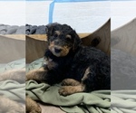 Small Photo #6 Airedale Terrier Puppy For Sale in HAMPTON, VA, USA