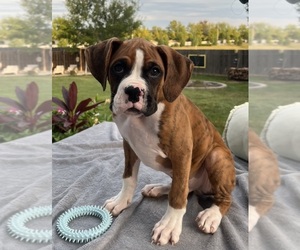 Boxer Puppy for sale in GREENWOOD, IN, USA