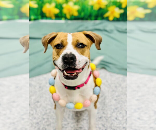 Medium Photo #3 Mutt Puppy For Sale in Manahawkin, NJ, USA