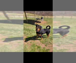 Boxweiler Dogs for adoption in Westminster, MD, USA