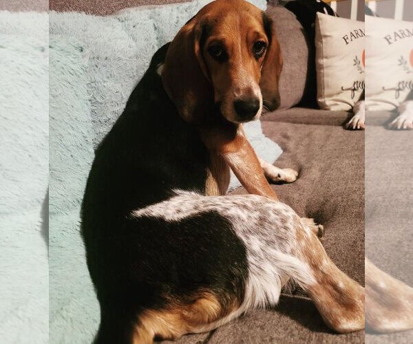 Medium Photo #2 Beagle Puppy For Sale in COLUMBIA, MD, USA