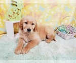 Puppy 1 Goldendoodle