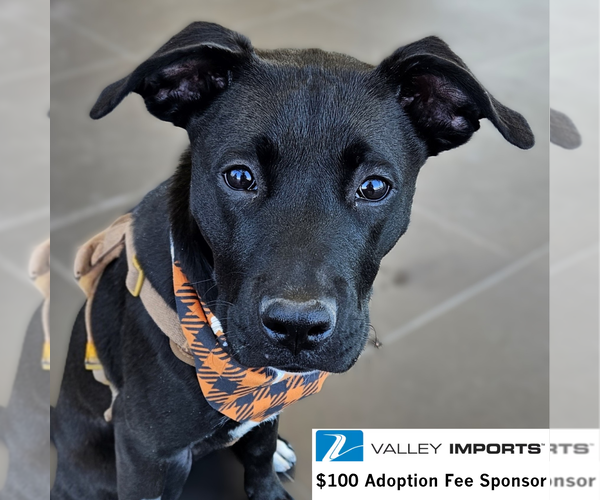 Medium Photo #1 Labrador Retriever-Unknown Mix Puppy For Sale in Fargo, ND, USA