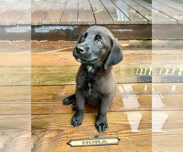 Medium Photo #5 Labrador Retriever-Unknown Mix Puppy For Sale in Oakhurst, NJ, USA