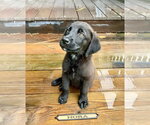Small #4 Labrador Retriever Mix