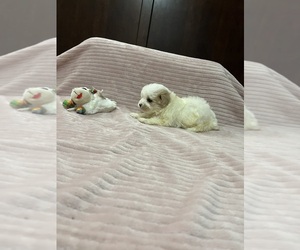 Poodle (Toy)-Yorkshire Terrier Mix Puppy for sale in BENSON, NC, USA