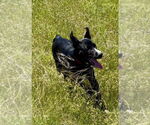 Small #7 Great Dane Mix