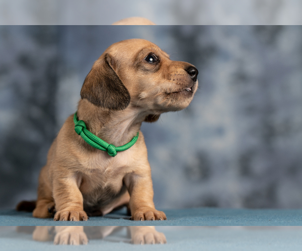 Medium Photo #41 Dachshund Puppy For Sale in CROWLEY, TX, USA