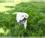 Small #17 Labrador Retriever