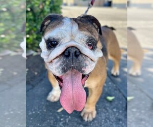Bulldog-Unknown Mix Dogs for adoption in Lake Forest, CA, USA