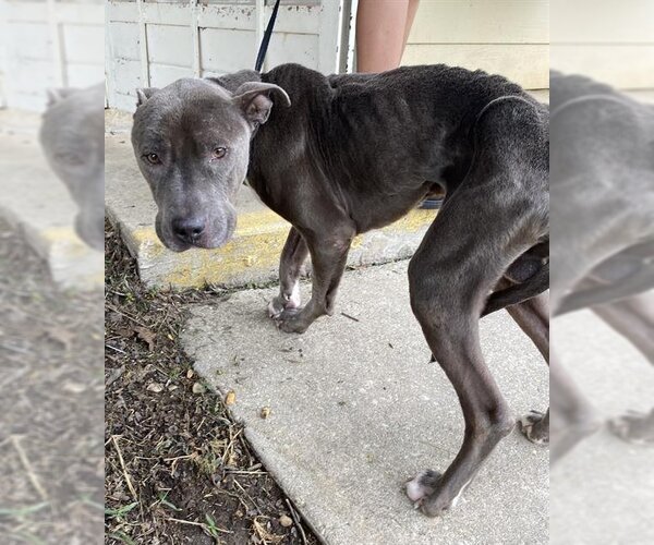 Medium Photo #1 American Staffordshire Terrier-Unknown Mix Puppy For Sale in San Antonio, TX, USA