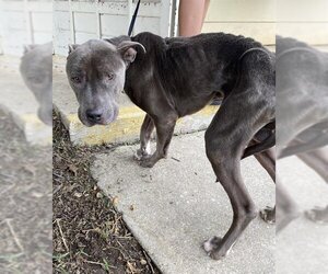 American Staffordshire Terrier-Unknown Mix Dogs for adoption in San Antonio, TX, USA