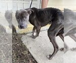 Small American Staffordshire Terrier Mix