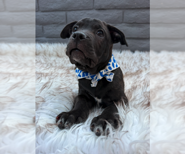 Medium Photo #3 Mutt Puppy For Sale in Goodyear, AZ, USA