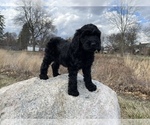 Small Photo #20 Goldendoodle-Poodle (Standard) Mix Puppy For Sale in DETROIT, MI, USA