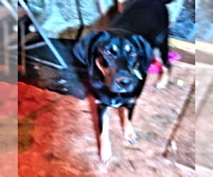 Angel - Female Rotterman Dog for Adoption - Photo #4