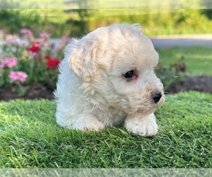 Bichon Frise Puppy for Sale in OWENTON, Kentucky USA