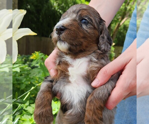 Medium Photo #7 F2 Aussiedoodle Puppy For Sale in COLUMBIA, TN, USA