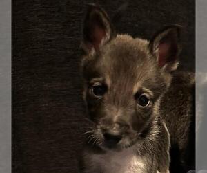 German Shepherd Dog-Unknown Mix Dogs for adoption in San Antonio, TX, USA
