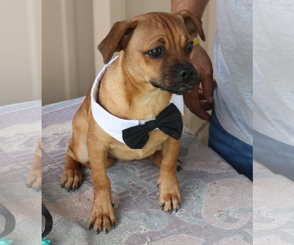 Medium Photo #6 Pug-Unknown Mix Puppy For Sale in Bandera, TX, USA