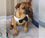 Small #5 Pug Mix