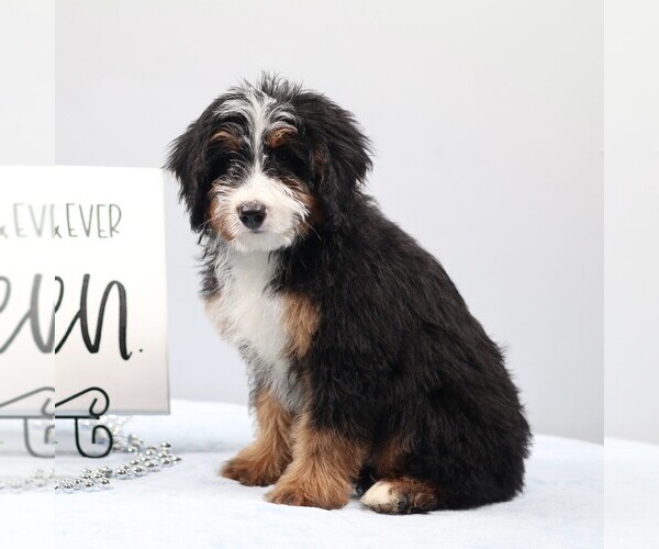 Medium Photo #3 Bernedoodle (Miniature) Puppy For Sale in LIVINGSTON, WI, USA