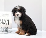 Small #2 Bernedoodle (Miniature)