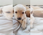 Small Photo #4 Labrador Retriever Puppy For Sale in CHICORA, PA, USA