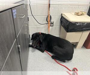 Doberman Pinscher-Unknown Mix Dogs for adoption in Ocala, FL, USA