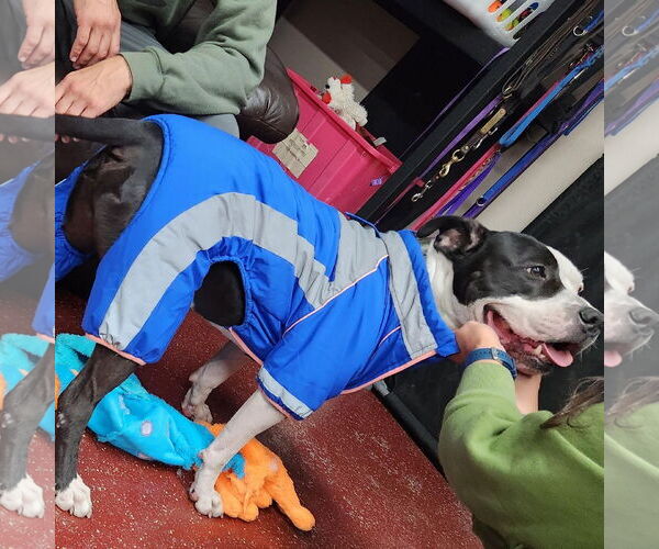 Medium Photo #45 American Pit Bull Terrier-Unknown Mix Puppy For Sale in Fargo, ND, USA