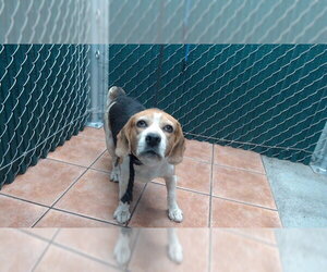 Beagle Dogs for adoption in Downey, CA, USA
