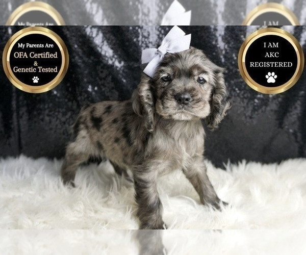 Medium Photo #49 Cocker Spaniel Puppy For Sale in WARSAW, IN, USA