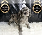 Small Photo #49 Cocker Spaniel Puppy For Sale in WARSAW, IN, USA