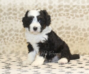 Miniature Bernedoodle Puppy for sale in DENVER, PA, USA